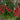 Graffiti Bright Red Pentas - Flowers