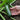 Green Machine Zucchini (Organic F1 Hybrid 45 Days) - Vegetables