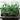 GREEN PEAS SHOOTS - Vegetables