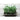 Green Peas Shoots - Vegetables