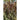 Jester Ornamental Millet - Flowers