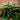 Kentucky Blue Pole Bean (62 Days) - Vegetables