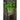 Large Leaf Cilantro - Herbs