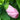 Luna Pink Swirl Hibiscus - Flowers
