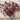 Mahogany Splendor Hibiscus - Flowers