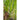Mammoth Sandwich Island Salsify (Heirloom 120 Days ) - Vegetables
