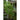 Matts Wild Cherry Tomato (55 Days) - Vegetables