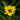 Maximilian Sunflower - Flowers