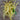 Monte Gusto Pole Bean (58 Days) - Vegetables