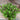 Mrihani Basil Organic - Herbs