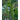 Northeaster Pole Bean (Organic 56 Days) - Vegetables