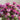 Panorama Mix Monarda - Flowers
