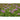 Monarda - Panorama Mix - Flowers