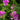 Perennial Sweet Pea - Flowers