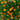 Petite Mix Marigold - Flowers