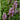 Pink Catmint - Flowers