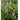 Pink Catmint - Flowers
