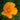 Poppy - California - Flowers