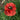 POPPY - FIELD - Flowers