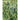 Cardoon Greens (100 Days) - Vegetables