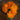 Radio Calendula - Flowers
