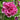 Rose Pirouette Petunia - Flowers