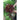 Rouxai Lettuce (47 Days) - Vegetables