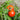 Rutgers Tomato (73 Days) - Vegetables
