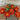 Safari Red Marigold - Flowers