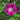 Scarlet O Hara Morning Glory - Flowers