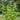 Skyscraper Sunflower - Flowers