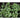 Spigariello Liscia Greens (44 Days) - Vegetables