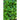 Spigariello Liscia Greens (44 Days) - Vegetables