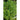 Super Thai Pepper (F1 Hybrid 71 Days) - Vegetables