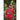 Snapdragon - Tall Deluxe Mixture - Flowers