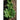 Tatsoi Greens (45-50 Days) - Vegetables