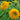 Teddy Bear Sunflower - Flowers