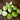 Tomatillo (Heirloom 85 Days) - Vegetables