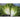 Tres Fine Frisee ( Heirloom )30 Days) - Vegetables