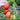Verona Tomato (F1 Hybrid 67 Days Organic) - Vegetables