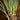 Warrior Bunching Onion (60 days) - Vegetables