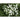 White Pompon Feverfew - Herbs