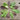 Wild Garden Lettuce Mix (Organic 40-60 Days) - Vegetables
