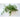 Winter Savory - Herbs