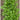 Yu Choi Sum Greens (20 Days) - Vegetables