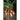 Zebrune Shallot (100 Days) - Vegetables
