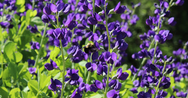 Bumble bee pollinating wild indigo in home garden