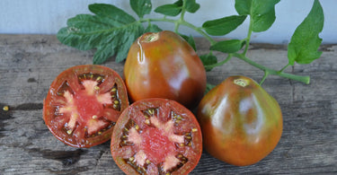Japanese Black Trifele Tomatoes- Small group of medium sized deep red tomatoes
