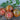 Japanese Black Trifele Tomatoes- Small group of medium sized deep red tomatoes