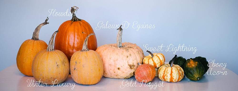Pumpkins and squash with text